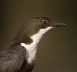 Dipper