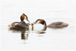 Great Crested Grebe feeding Young 