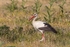 White Stork