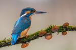 Kingfisher