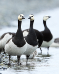 Adult Barnacle Geese, Jokulsarlon, Iceland