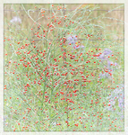 WILD ASPARAGUS - BRUCE COUNTY