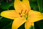 Yellow_Lily_ACP_4363-1