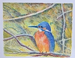 Kingfisher