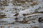 Purple Sandpipers