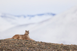 Puma Petaca, sphinx-like pose, Torres del Paine, Chile