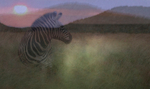 Zebra Montage