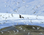 Great Skua mobbed by Arctic Terns, Jokulsarlon, Iceland