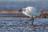 Little Egret (Egretta garzetta)