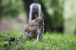 Grey Squirrel _AGTO192