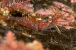 Pandalus montagui