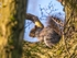 Grey Squirrel