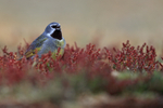 White-bridled Finch (male) singing in sheep's sorrel, Falklands