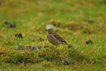 Meadow Pipit