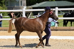 Class 8: Open Show/Hunter Pony not to exceed 153cm portfolio