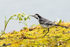 20150509-8E0A9169-3491