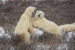 Polar Bears pushing each other during sparring, Churchill, Canada