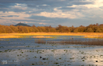 Autumn light, Avalon marshes