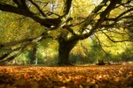 Autumns Arms