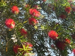 The Weeping Bottle Brush Tree
