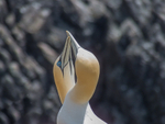 Gannets at Saltee Island in County Wexford
