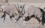 Oryx fighting