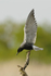 White-winged Black Tern