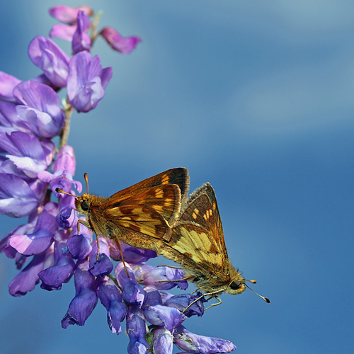 A mating pair of Peck's skippers