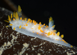 Limacia clavigera