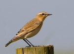 Winchat