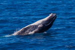 HB Calf Breach 12. 0A3A7168