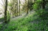 Bluebell carpet