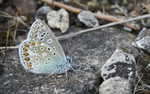 Common Blue Butterfly
