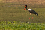 Saddlebill Stork