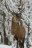 The Stag in the Snow