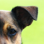 Terrier Beware