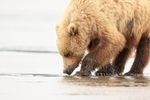 Brown Bear sniffing for clams, Silver Salmon Creek, Lake Clark, Alaska