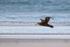 Southern Giant Petrel lifts off from beach, Volunteer Point, Falklands