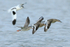 Spotted Redshank in flight alongside two Black-tailed Godwits