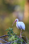White Ibis, Venice Rookery, Florida