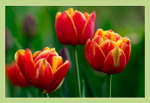 Tulipa 'Cilesta'