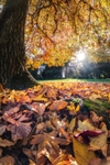 z4317 An Autumn Mood, Rylstone Gardens in Shanklin