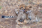 Cheetah Clean 5
