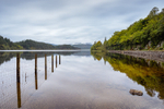 Fence in Loch Ard (2)