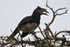 Trumpeter Hornbill perched on top of a tree