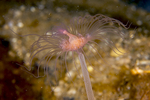 Corymorpha nutans