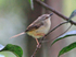 Tawny-flanked Prinia perched in a bush