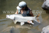 Golden Mahseer - India.