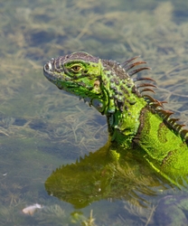 AnimalsCreatures _0060