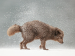 Arctic Fox snow shake side view (frame 1), Hornstrandir, Iceland
